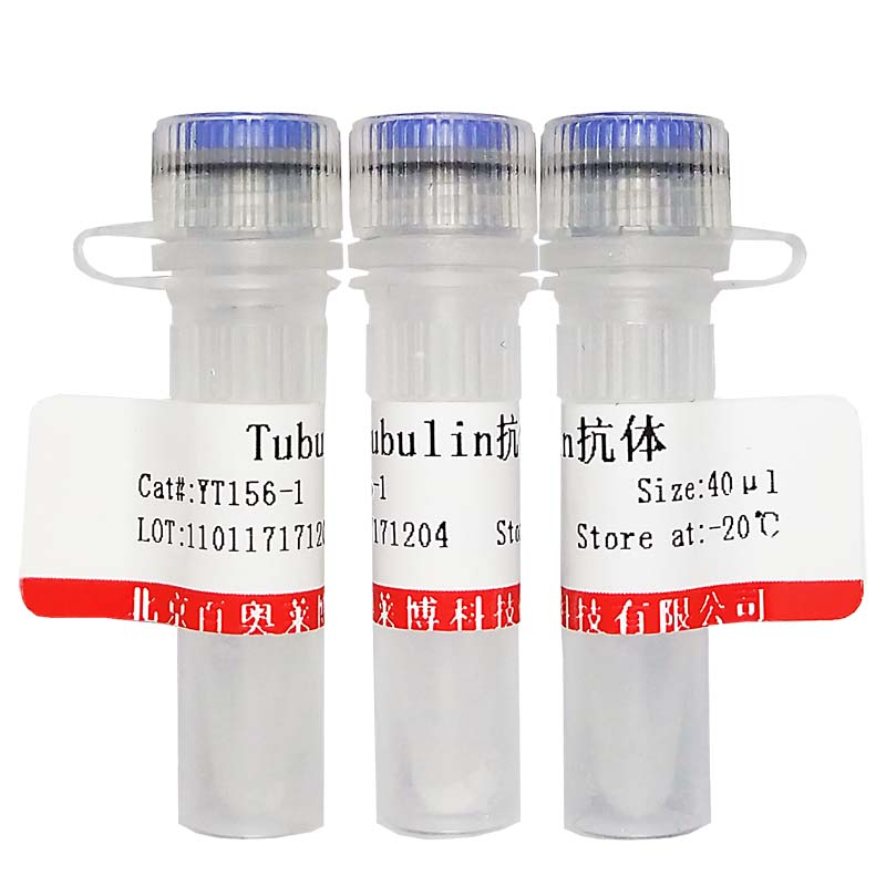 Tubulin抗体图片